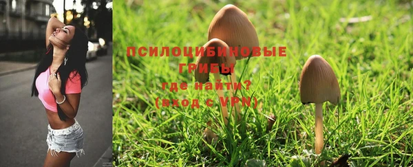 дживик Майский