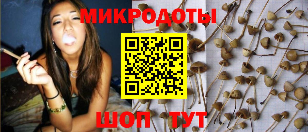 Псилоцибиновые грибы Cubensis Ржев