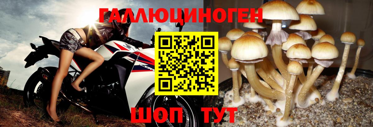 Псилоцибиновые грибы прущие грибы Ржев